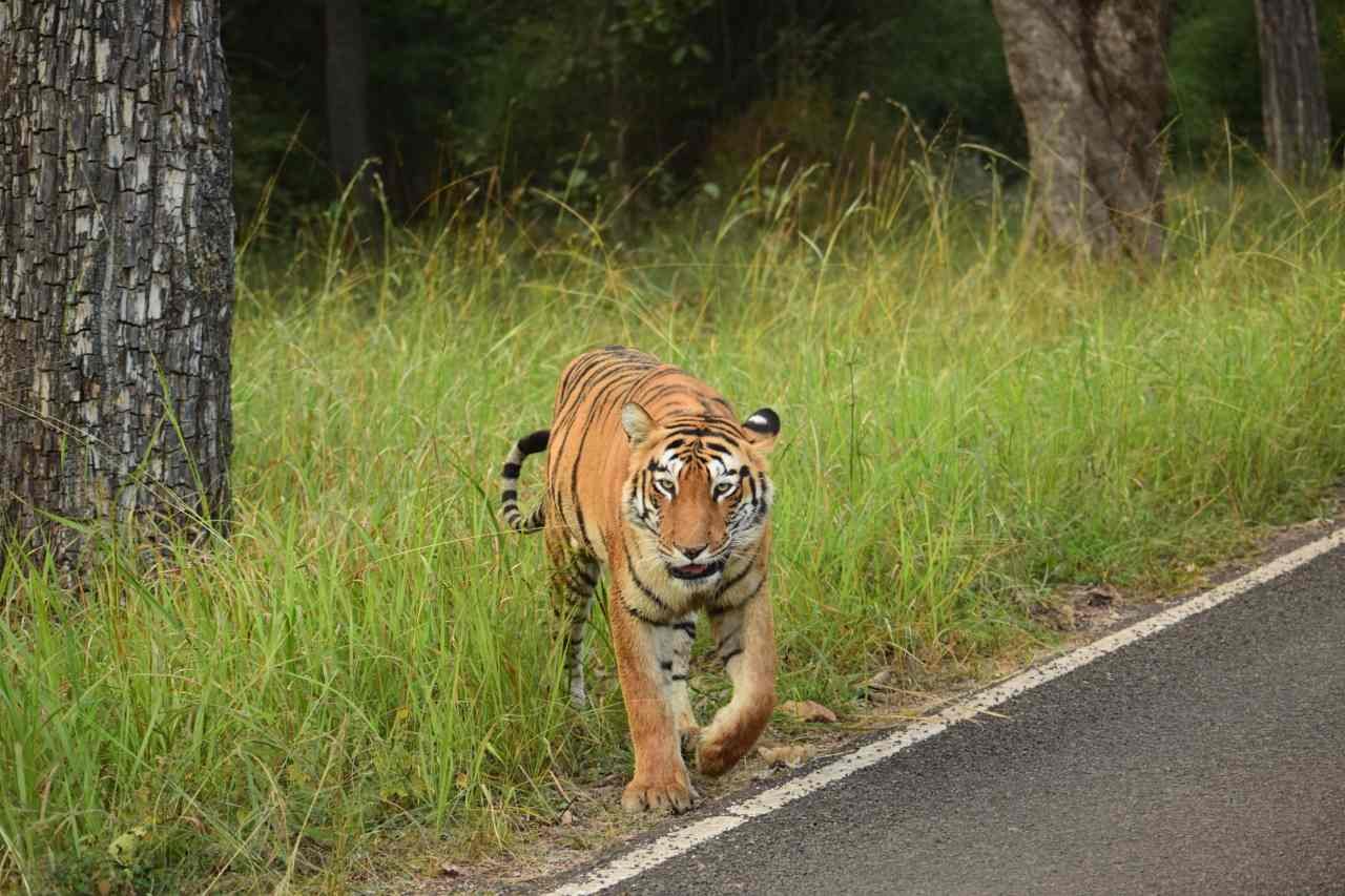 A safari gypsy parked at the entry gate, relevant to checking Kanha Tiger Reserve price before a trip