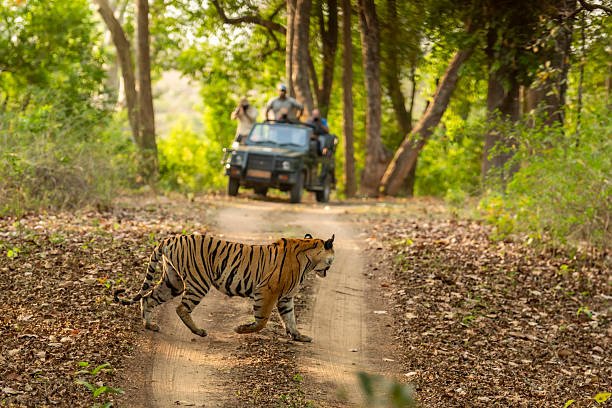 Excited visitors on a safari jeep capturing wildlife sightings, reflecting common Ranthambore National Park reviews