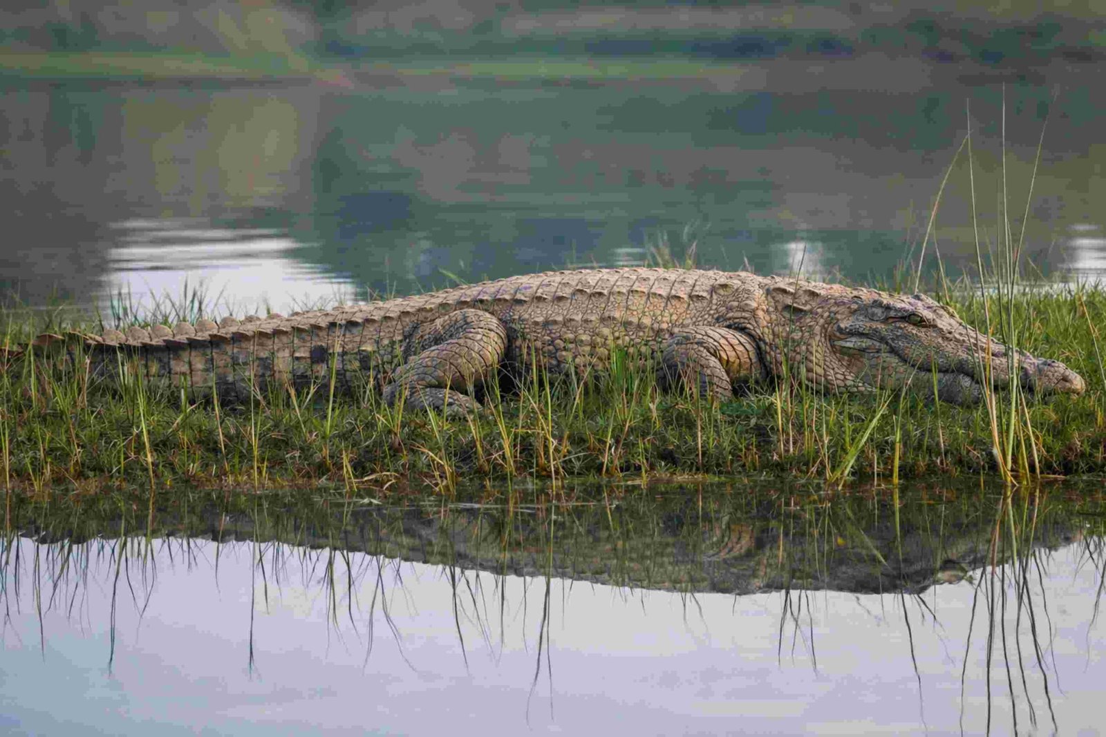 Birdwatching and wildlife photography during Chambal Crocodile Safari near Ranthambore