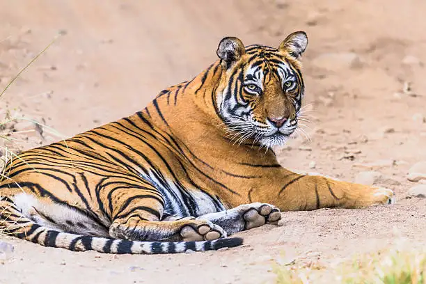 A safari gypsy with tourists at the entry gate, relevant to understanding Bandhavgarh Tiger Reserve safari price