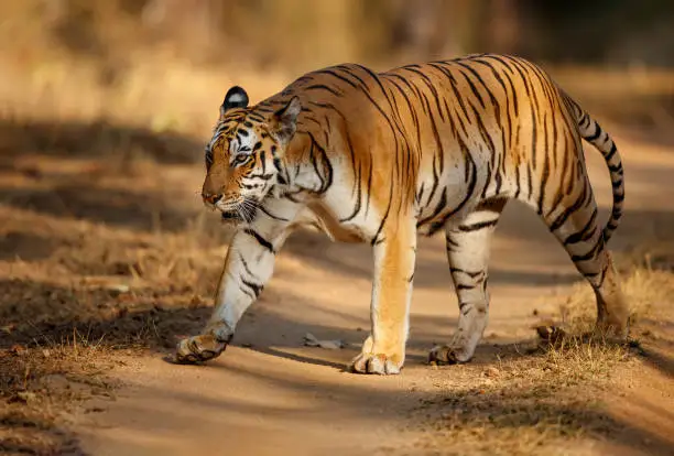 Morning light filtering through dry forest, capturing the best time to visit Bandipur Tiger Reserve