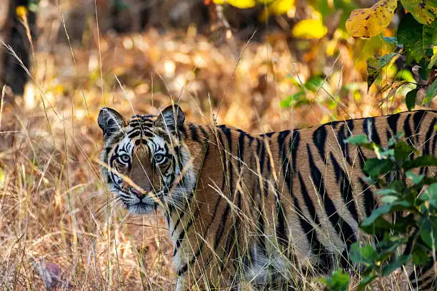 Morning mist rolling over tall grasslands, capturing the best time to visit Dudhwa National Park