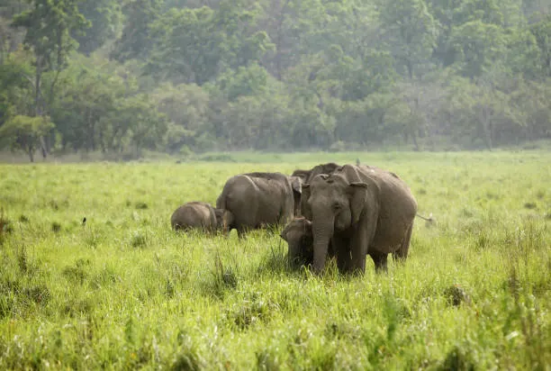 Morning light filtering through teak forest, capturing the best time to visit Nagarhole Tiger Reserve