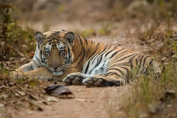 Sunlight streaming through dry teak forest, capturing the best time to visit Panna National Park during winter