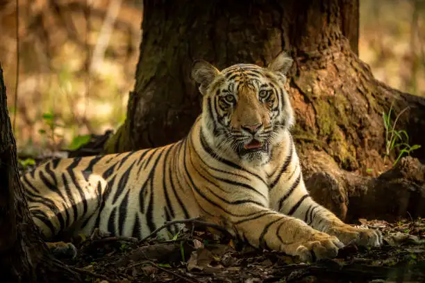 Sunlit forest trail during a safari drive in Pench Tiger Reserve