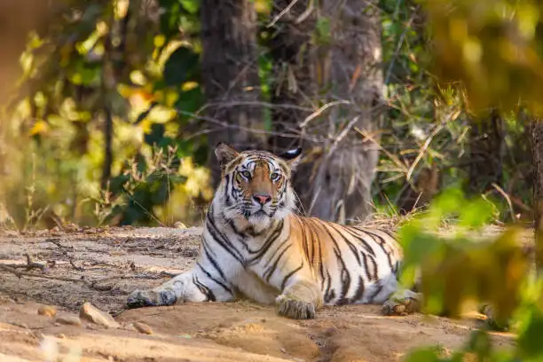 Soft morning light over dry forest trails, capturing the best time to visit Ratapani Wildlife Sanctuary