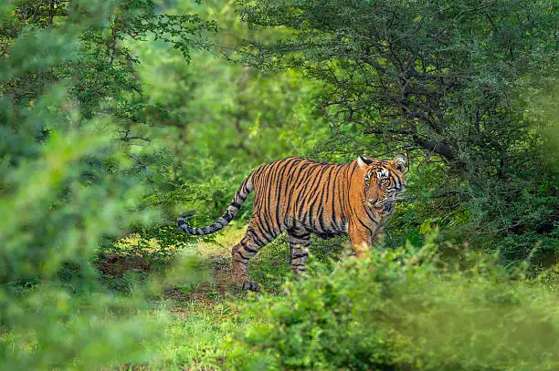 Golden late-afternoon light over dry Aravalli forest, capturing the best time to visit Sariska Tiger Reserve