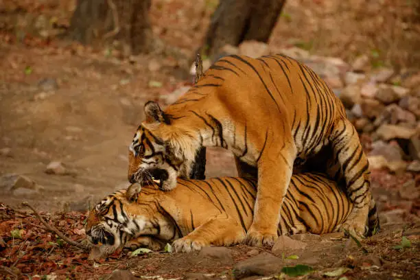 Golden late-afternoon light over dry forest, capturing the best time to visit Veerangana Durgavati Tiger Reserve