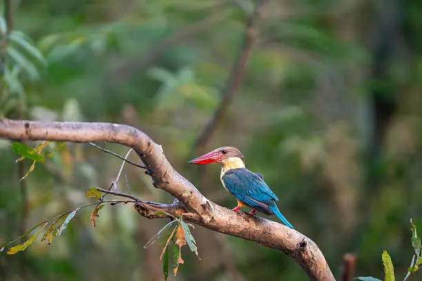 A colorful bird perched on a riverside branch, part of the rich birding in Rajaji Tiger Reserve