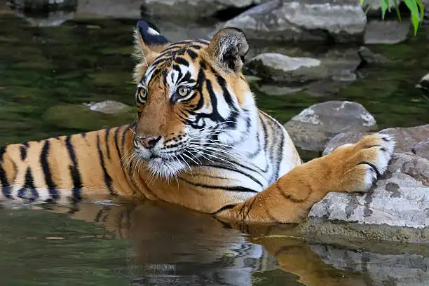 A tourist checking safari slots on a mobile phone, showing how to book Bandhavgarh National Park safari online