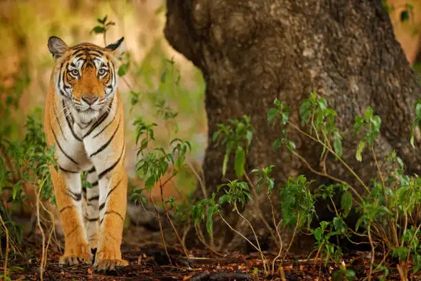 A traveler reserving safari permits online, showing how to book Bandipur Tiger Reserve ahead of a trip