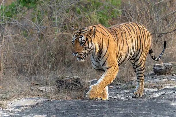 A traveler reserving safari permits online, showing how to book Dudhwa National Park ahead of a trip