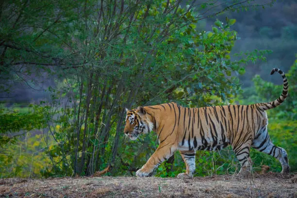 A traveler reserving safari permits online, showing how to book Jim Corbett National Park safaris in advance