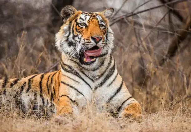 A traveler checking safari details online, showing how to book Mukundra National Park in advance