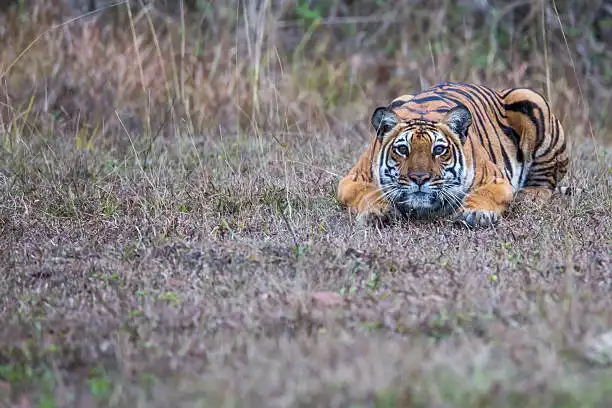 A traveler reserving a safari slot online, showing how to book Panna National Park ahead of a trip