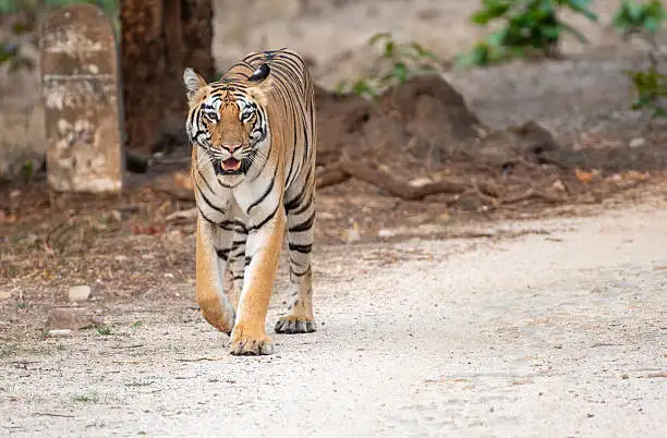 A traveler reserving safari permits online, showing how to book Pilibhit Tiger Reserve ahead of a trip