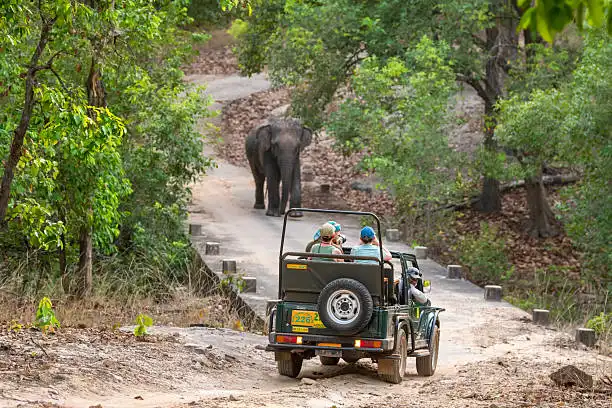 A traveler reserving safari permits online, showing how to book Rajaji Tiger Reserve ahead of a trip