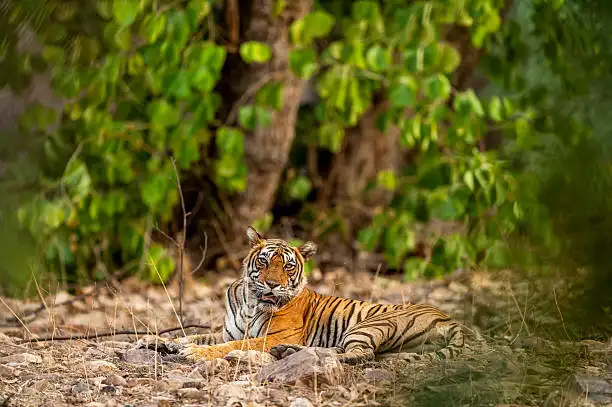A traveler reserving a safari slot on a laptop, showing how to book Sariska Tiger Reserve safari online