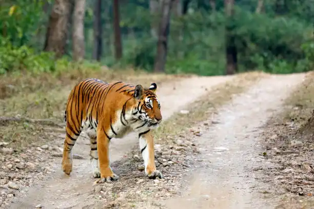 A traveler reserving safari permits online, demonstrating how to book Satpura National Park in advance
