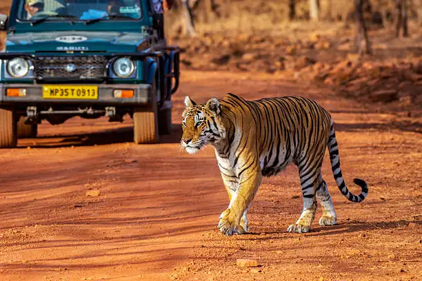 A traveler checking safari slots on a laptop, showing how to book Tadoba Andhari Tiger Reserve safari in advance