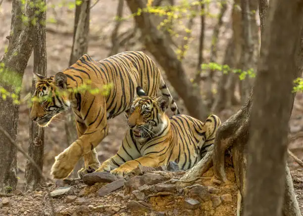 A traveler checking safari permits online, showing how to book Veerangana Durgavati Tiger Reserve safaris