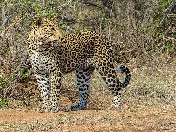 Rustic tented stays paired with leopard safaris make up most Jawai Leopard Reserve tour packages on offer.