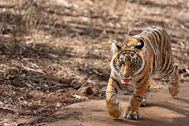 A traveler reserving a safari slot online, part of the Madhav Tiger Reserve safari booking process