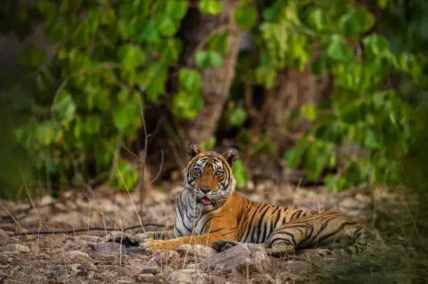 A safari jeep and nearby stay option, representing typical Mukundra National Park tour packages for visitors
