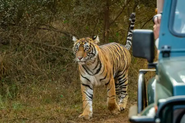 A traveler reserving safari permits online, part of the Navegaon Nagzira Tiger Reserve booking process