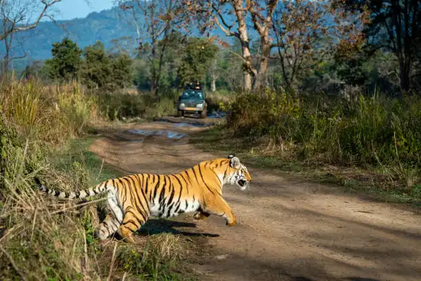 A resort vehicle loaded with safari equipment, representing typical Navegaon Nagzira Tiger Reserve packages for visitors