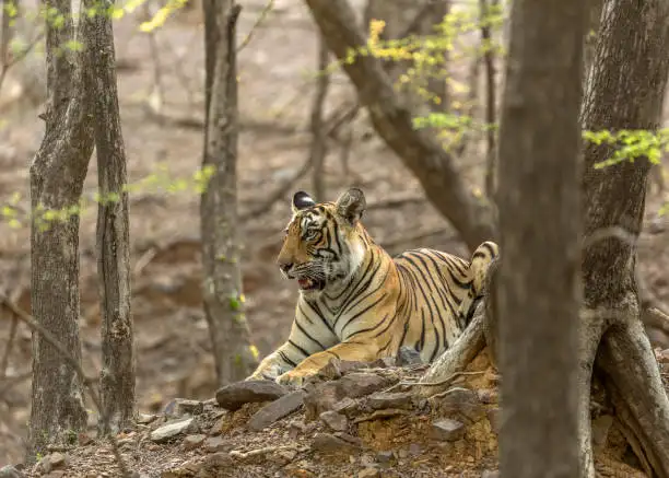 A traveler reserving a safari slot on a laptop, showing online booking for Ratapani Wildlife Sanctuary