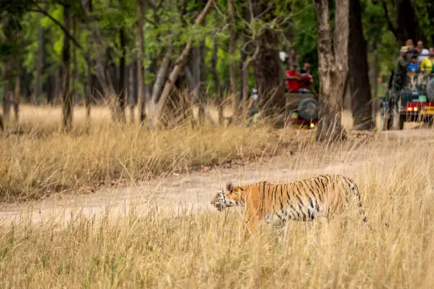 A traveler reserving a safari slot on a laptop, showing online safari booking Sanjay Dubri Tiger Reserve