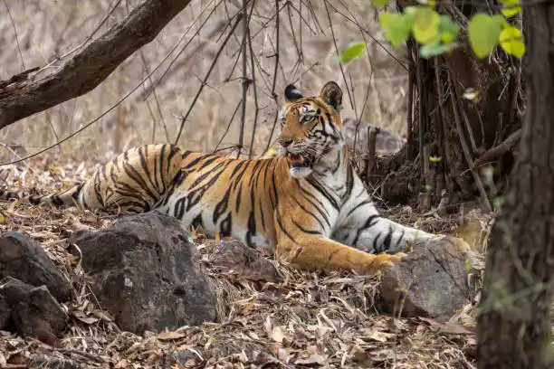 A forest-facing resort cottage, representing typical resorts and stays near Ratapani Wildlife Sanctuary for visitors