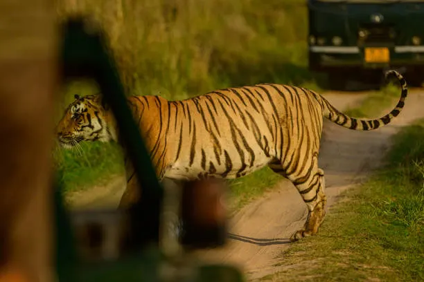 A forest guide reviewing permits with tourists, part of the Sanjay Dubri Tiger Reserve booking process