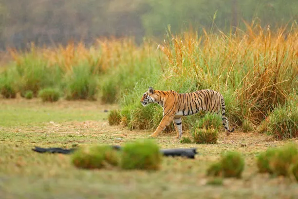 A gypsy vehicle parked near the entry gate, relevant to understanding Sanjay Dubri Tiger Reserve safari charges