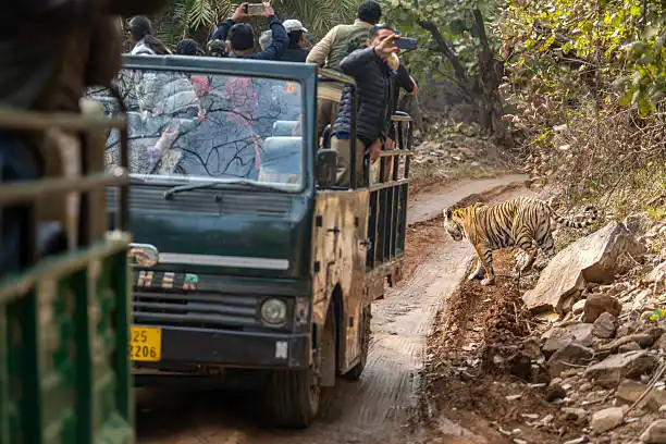 An open gypsy moving through forest trails, part of the different Sariska Tiger Reserve safari zones