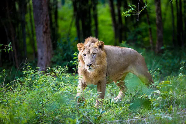 A traveler reserving a safari slot online, part of the Sasan Gir National Park booking process