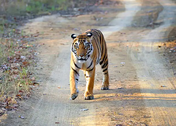 A forest guide checking permits with tourists, part of the Satpura Tiger Reserve booking process