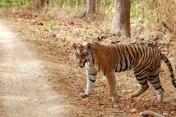 An open gypsy moving through dense forest during a Satpura Tiger Reserve safari at sunrise