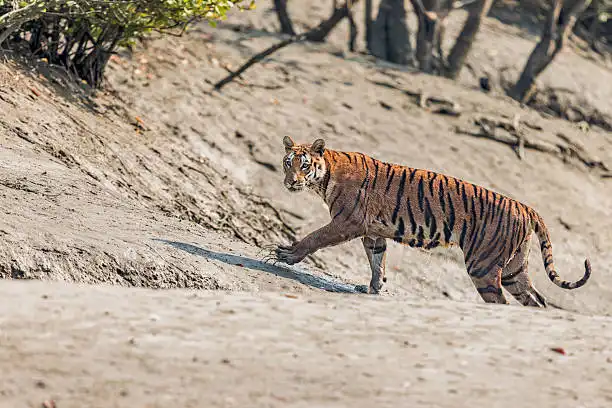 A traveler reserving a boat safari online, illustrating Sundarbans National Park booking: how to book your safari