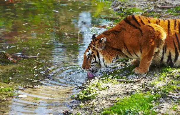 A houseboat cruising through mangrove channels, representing typical Sundarbans National Park tour packages for visitors