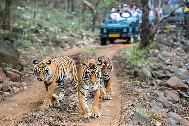 A ticket counter near the entry gate, relevant to checking Tadoba Andhari National Park ticket price before a visit