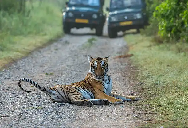 A resort jeep loaded with safari gear, part of typical Tadoba Andhari Tiger Reserve packages offered to visitors