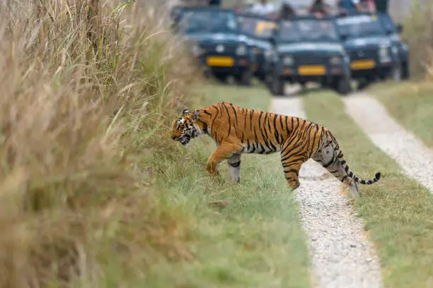 A tiger walking beside a lake at sunset inside the dense forest of Tadoba Andhari Tiger Reserve