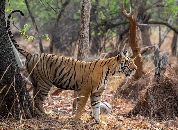 A safari vehicle and nearby stay option, representing early-stage Veerangana Durgavati Tiger Reserve packages for visitors